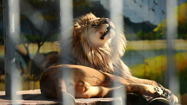 Proud powerful royal lion, a mammal, lies in the zoo and yawns, a wild cat from the jungle. Concept of keeping animals in captivity, zoo. Animal protection.