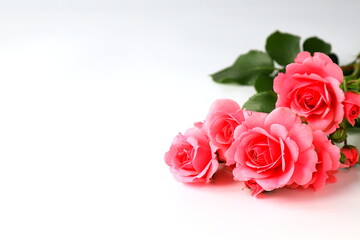 Beautiful red rose flowers on white background, bouquet, isolated. Blooming romantic pink roses - symbol of love and celebration. Happy Valentine day, women day © rospoint