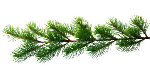 Close up pine branches on white or transparent background