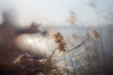 Abstract photo images of nature. Photo with an old manual lens with the lens turned.