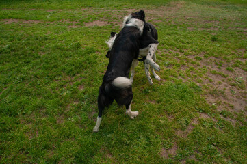 Brother and sister black and white border collies playing and wrestling together on the grass during the summer