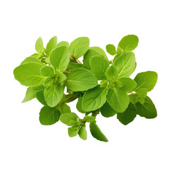Fresh oregano herb on white or transparent background