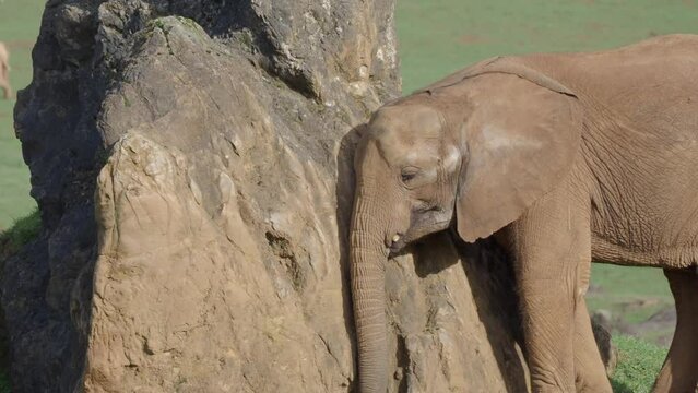  elefante comiendo primer plano