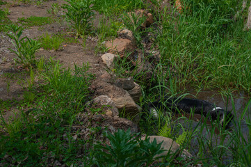 A black and white border collie playing in a muddy puddle of water