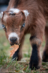Fototapeta premium brown bear cub