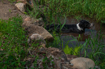 A black and white border collie playing in a muddy puddle of water