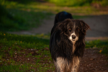 A black and white border collie walking towards the camera at sunset
