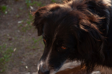 Fototapeta premium A close up of a black and white Border Collie on a sunny evening
