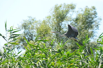 Gray heron in the Danube delta over reed with blue sky and tree in the background