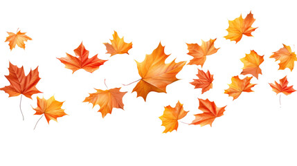Flying maple leaves on white or transparent background