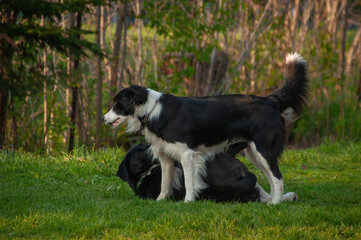Brother and sister black and white border collies playing and wrestling together on the grass during the summer