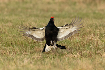 Black grouse