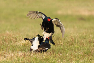 Black grouse