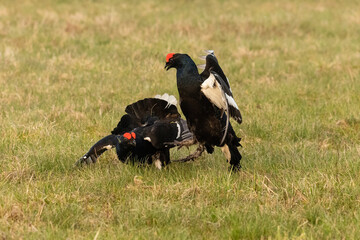 Black grouse