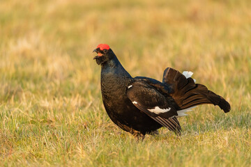 Black grouse