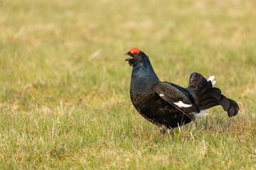 black grouse