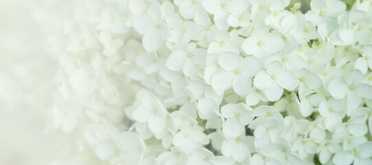 Tapeta, białe kwiaty, miejsce na tekst, życzenia