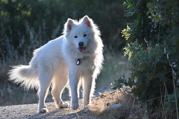 samoyed dog