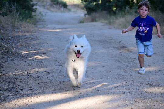 child running with withe samoyedo