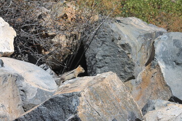 Chipmunk in nature