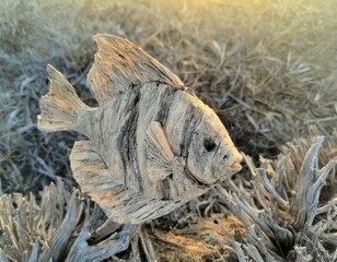 POISSON BOIS DE MER 4