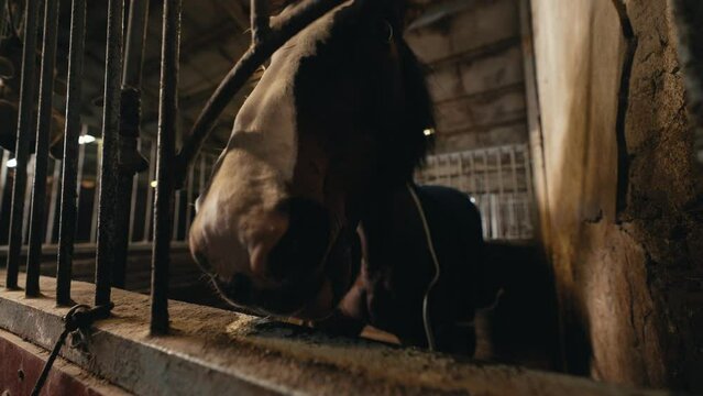 Harmonic connection illustrated in a close wide-angle shot as a horse licks rust within a stable