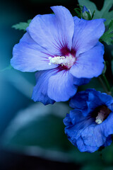 Niebieskie kwiaty w ogrodzie, Hibiskus (Ketmia)