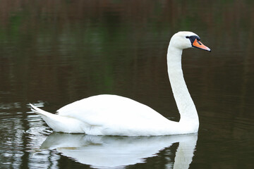White swan floating on dark blue water. Mute Swan at sunset. Romance. Seasonal postcard. Happy Valentine's day. Close beautiful swan swimming in the Lake
