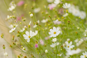 Białe kwiaty w ogrodzie, Kosmos onętek