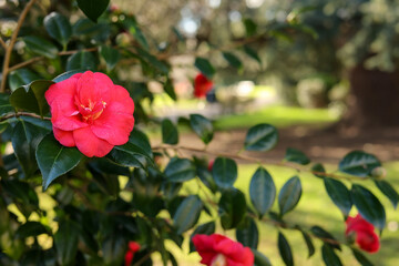 Red camellia flowers in Blenheim garden in Minehead, Somerset, England