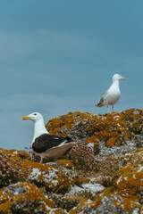 Gulls nesting on Ireland's Eye in Howth, Ireland 