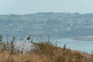 Gulls nesting on Ireland's Eye in Howth, Ireland 