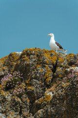 Gulls nesting on Ireland's Eye in Howth, Ireland 
