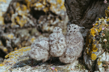 Gulls nesting on Ireland's Eye in Howth, Ireland 