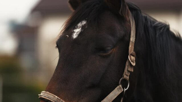 Eager curiosity depicted in a close-up of the eye of a brown horse