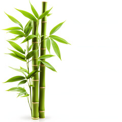 Fototapeta na wymiar Bamboo isolated on white background, png 