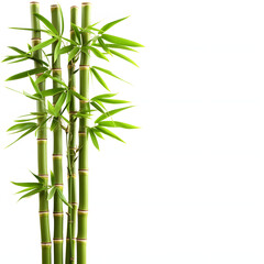 Naklejka premium Bamboo isolated on white background, png 