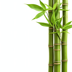 Fototapeta na wymiar Bamboo isolated on white background, png 