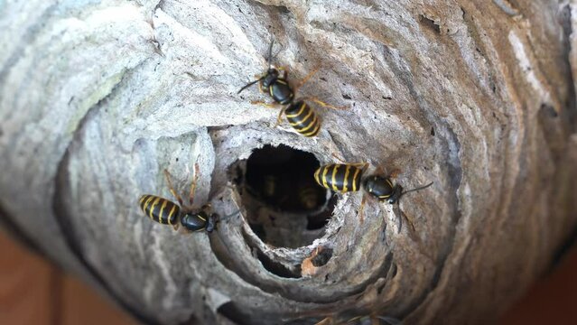 wasps have established a nest in the hive. a nest of wild wasps