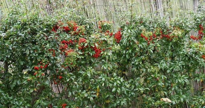 Red firethorn (Pyracantha coccinea). Decorative hedge shrub with clusters of small round berries above beautiful dark green evergreen foliage on thorny branches