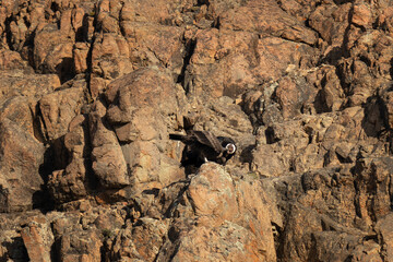 Andean condor in Patagonia And. The biggest flying bird in Argentina. One of rarest bird in South America.