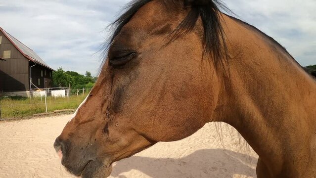 Pferd mit verletzung und entz&uuml;ndung am Auge. conjunctivitis, tr&auml;nen und Schwellung