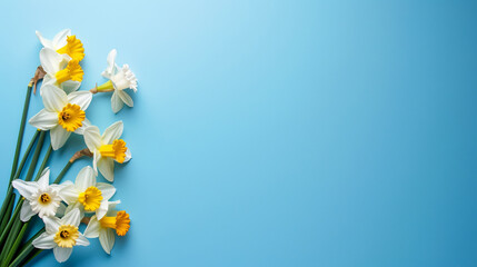 Garden daffodil flowers on blue background. Top-down view and copy space