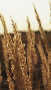 Vertical video. Fall meadow background. Countryside scenery. Rural agriculture. Calm nature landscape. Dry grass golden straw reed heads swinging in wind on blur sunset skyline.