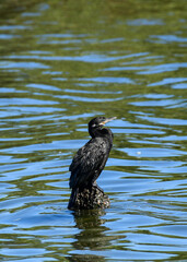 Double-crested Cormorant at South Padre Island, Texas