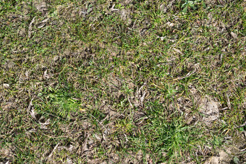 Fondo de hierba verde en primavera.