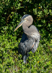 Great Blue Heron at the South Padre Island Birding and Nature Center, Texas