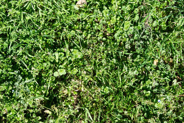 Fondo de hierba verde en primavera.