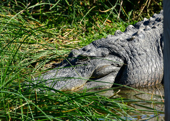 Alligator at the South Padre Island Birding and Nature Centre, Texas