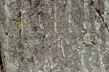 Fondo de corteza de un árbol.